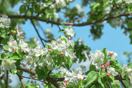 苹果树