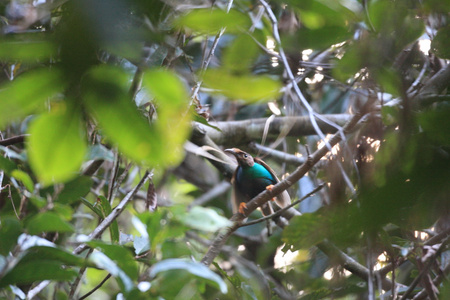 standardwing 的天堂鸟 semioptera wallacii 在印尼哈马黑拉