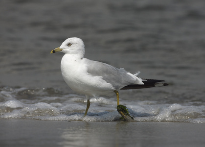 ringbilled 鸥 黑 delawarensis