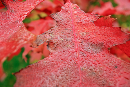 秋天，红橡树叶子在雨中