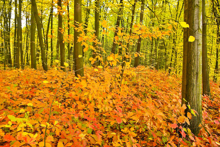秋天的森林在树上的红橡树叶子