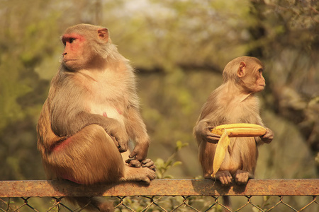 猕猴坐在篱笆，新德里