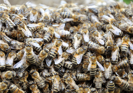 蜜蜂蜂巢与蜜蜂