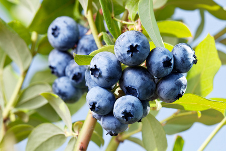 关于一种灌木的蓝莓