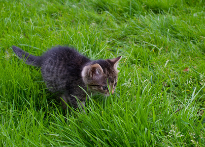 小条纹的小猫狩猎在绿色的草地上