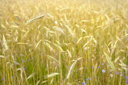 农业的视图。小麦现场特写