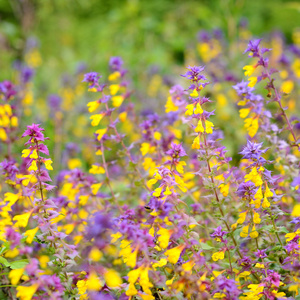 森林花 melampyrum nemorosum