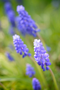 春季蓝色鲜花特写