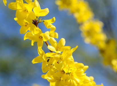黄色的花朵在春天
