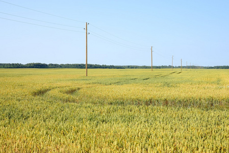 农业的视图。小麦现场