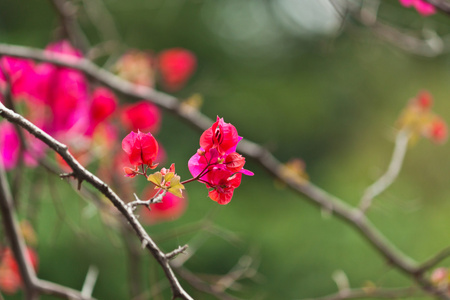 美丽的白花