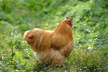 在草地上一个农场鸡