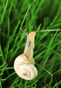 美丽的蜗牛在绿色草地上关闭