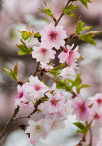 樱花树