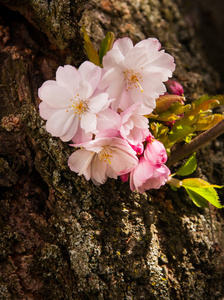 樱花树