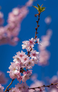 樱花树