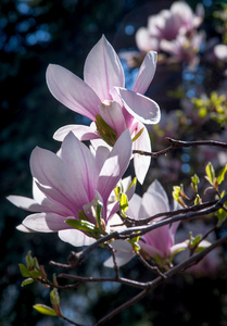 玉兰花树