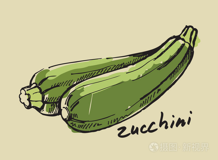 手绘制的西葫芦插画-正版商用图片1dhh7x-摄图新视界