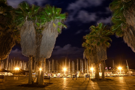 夜间照明特拉维夫海滩上的棕榈树