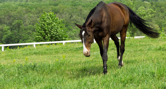 草甸背景性质的马