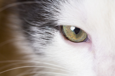 宝贝猫眼猫眼睛黑灰色的房子猫只宠物猫咪凯蒂喵看晶须