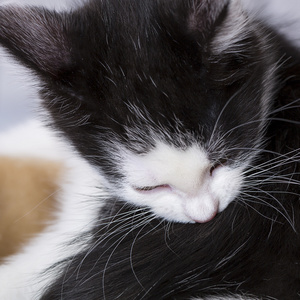 宝贝猫玩房子爪子猫宠物猫食物喵小猫看晶须忠实