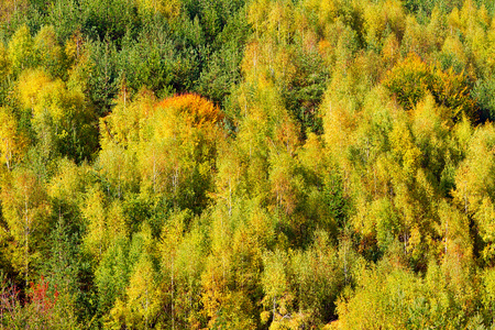 在秋季期间山毛榉森林