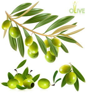 grna oliver med blad
