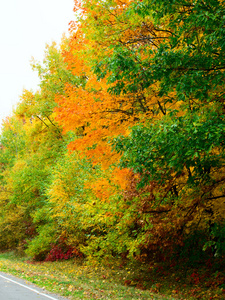 黄色的树叶从树上飘落在秋天