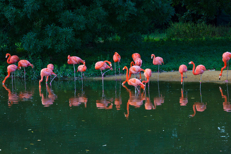 粉红色的火烈鸟动物园