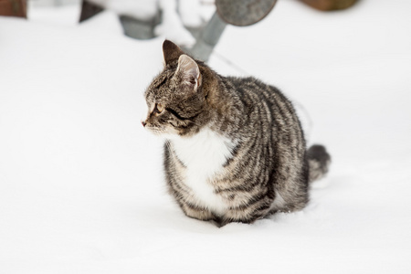 在雪中的年轻猫