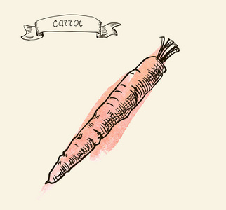 手工绘制的插图的胡萝卜
