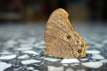 在大理石地板上的蝴蝶