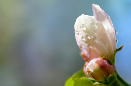 一滴的水花卉苹果微距的背景