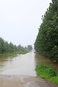 在洪水 滦南 河北省 中国树
