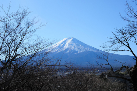 与富士树