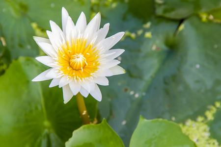 特写的白莲花图片