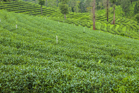 在泰国的茶叶种植园