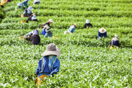 人在泰国的茶叶种植园工作