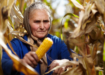 老女农民在玉米收获