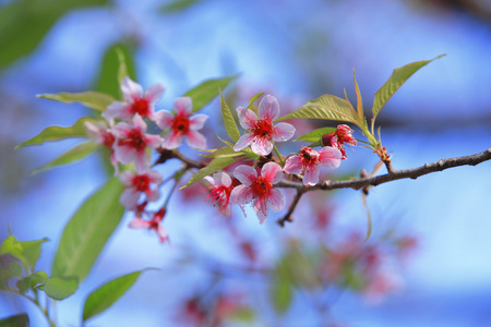 可爱的粉红色菌群野生喜马拉雅樱桃