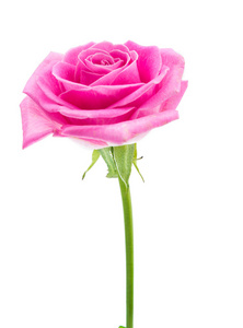 孤立的粉红玫瑰