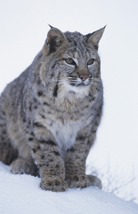 坐在雪地里的野生猫科动物