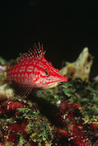 公园 hawkfish