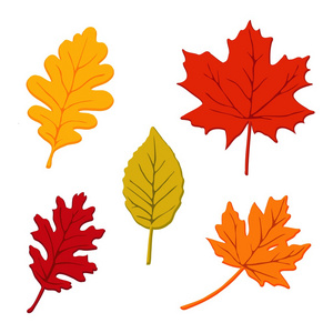 套彩色的秋天树叶，被隔绝的矢量图