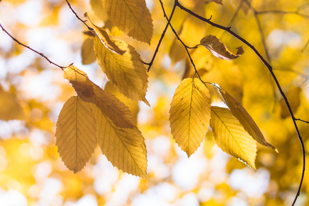 黄色的树叶背景