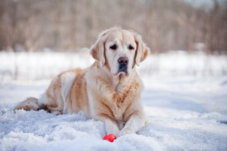 拉布拉多犬在户外，在雪中