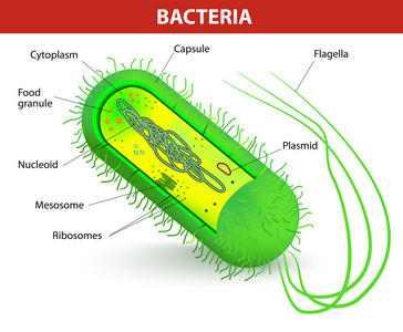 细菌细胞结构