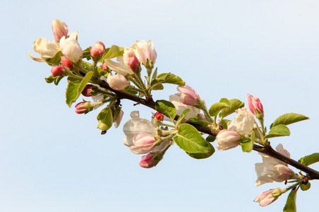 桃花苹果树