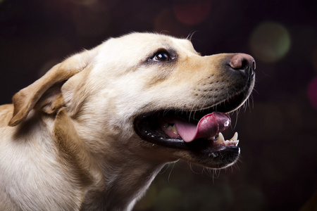 拉布拉多猎犬的狗图片